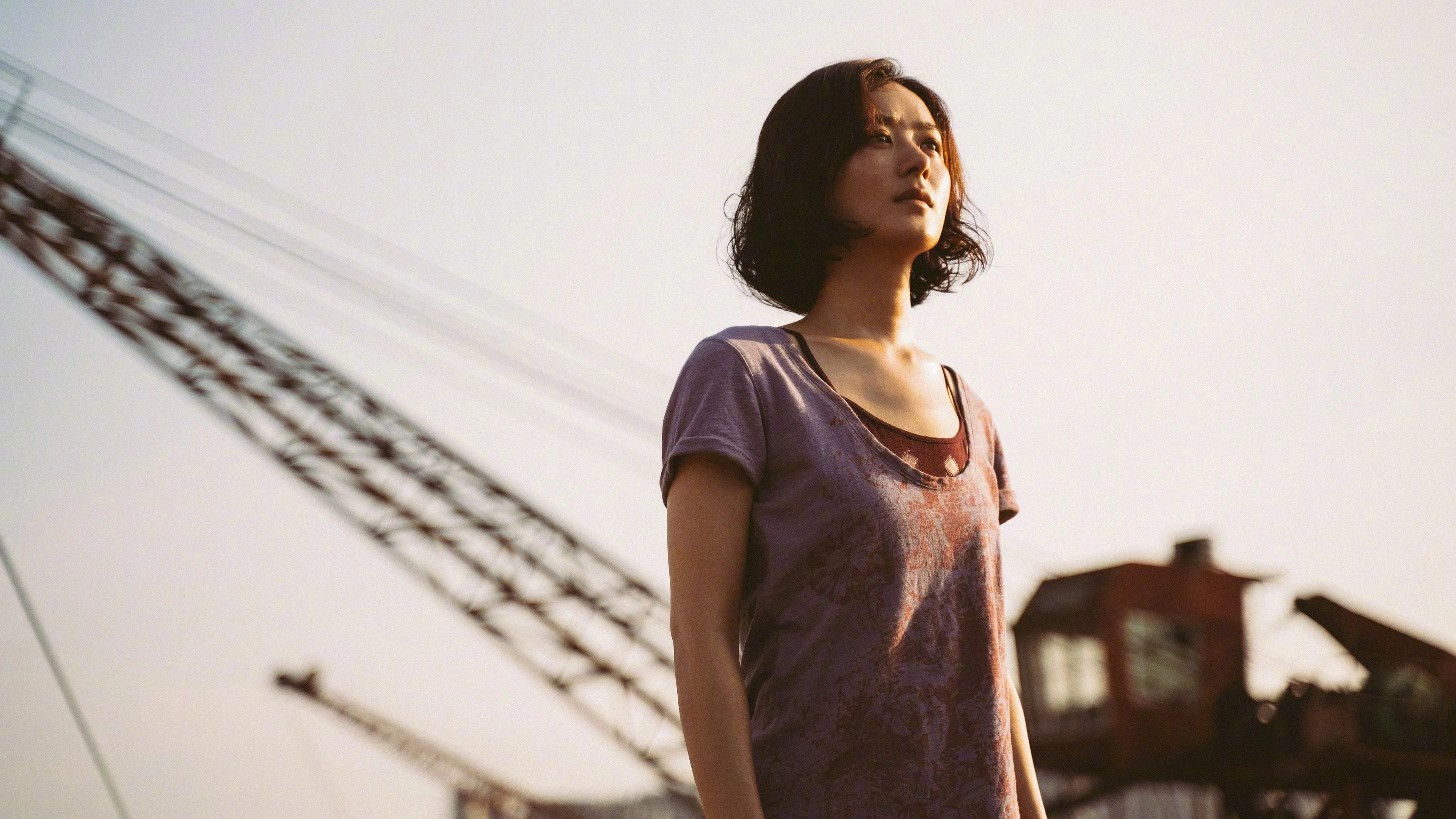 Hoa Hướng Dương - Sunflower