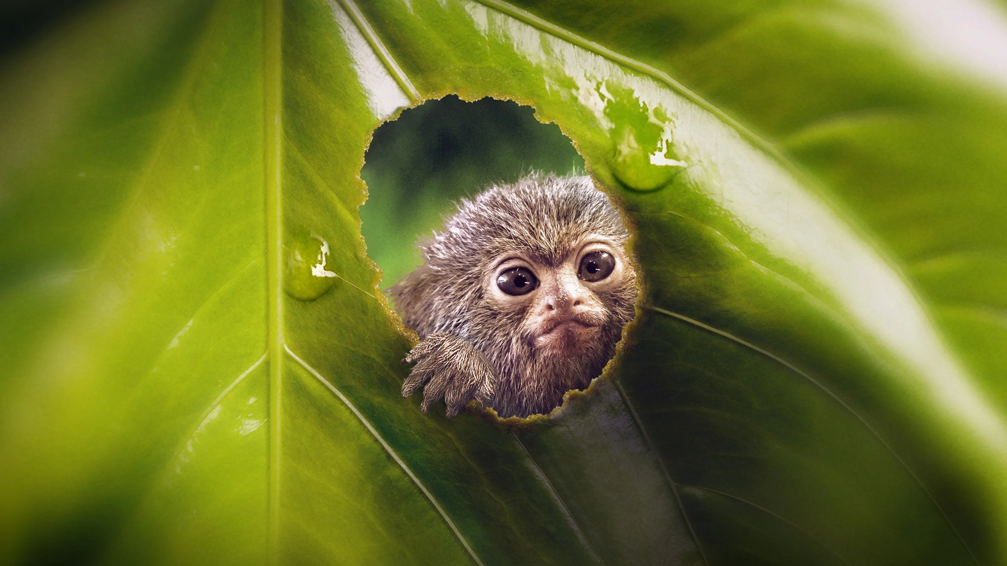 Thế Giới Siêu Nhỏ (Phần 1) - Tiny World (Season 1)