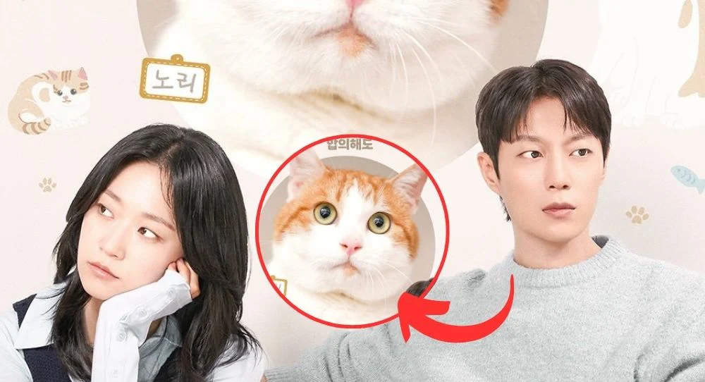 Cuộc Chiến Giành Quyền Nuôi Mèo - Cat Custody War